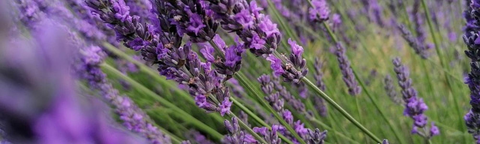 Ekološka proizvodnja ljekovitog bilja